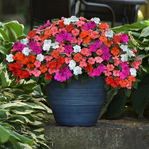 Impatiens Seeds - Mixed